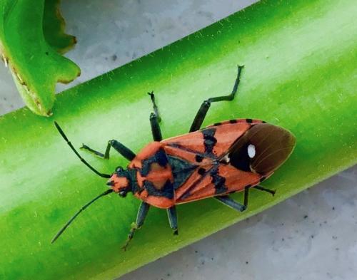 Réf. 236 917 : Spilostethus pandurus